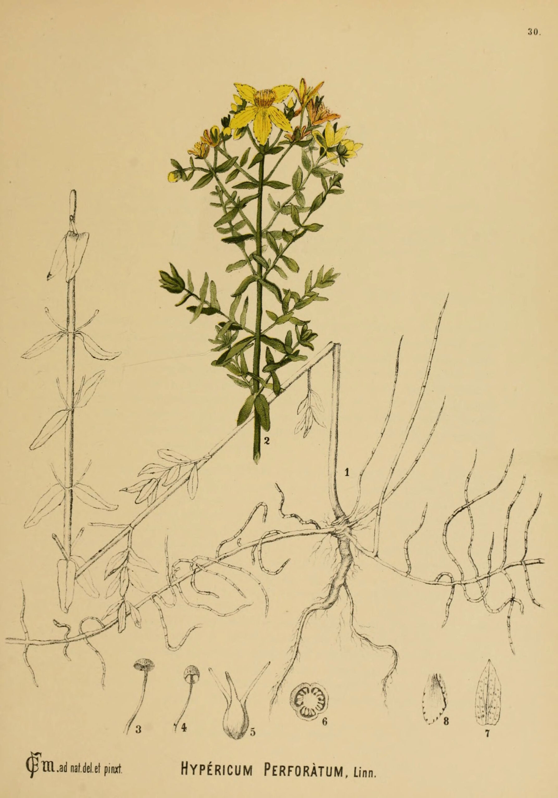 Hypericum perforatum