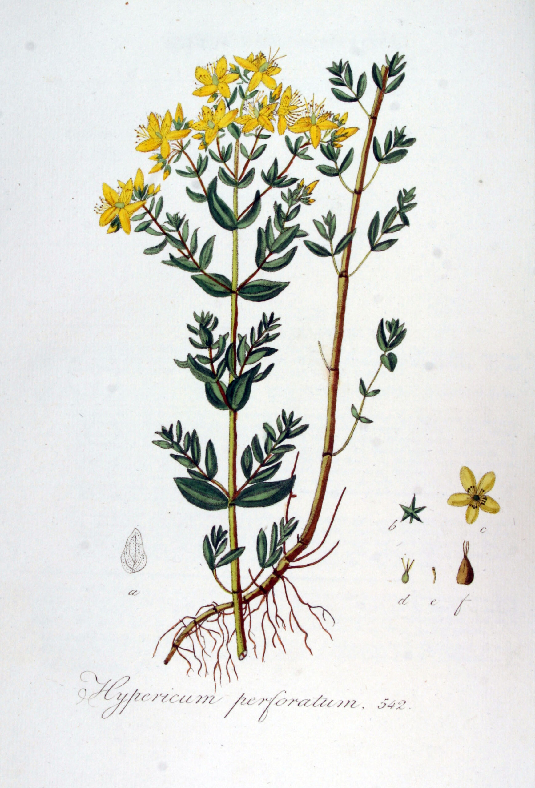 Illustration botanique du millepertuis, Flora Batava