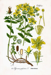 Illustration botanique du millepertuis, planche de Thomé 1885