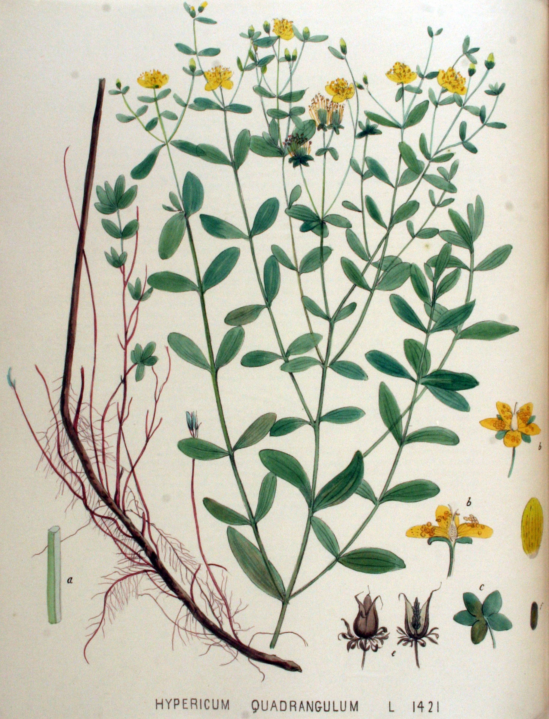 Hypericum maculatum