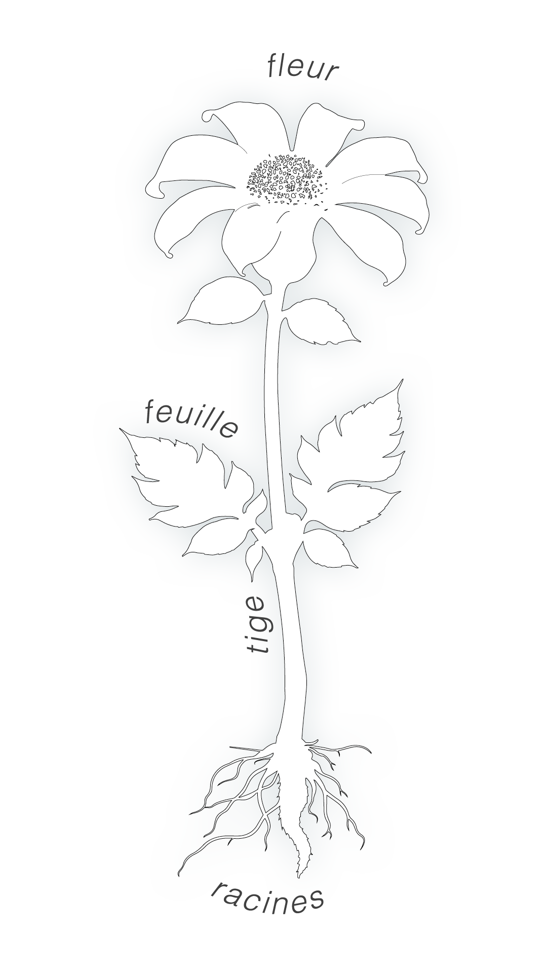 Schéma botanique